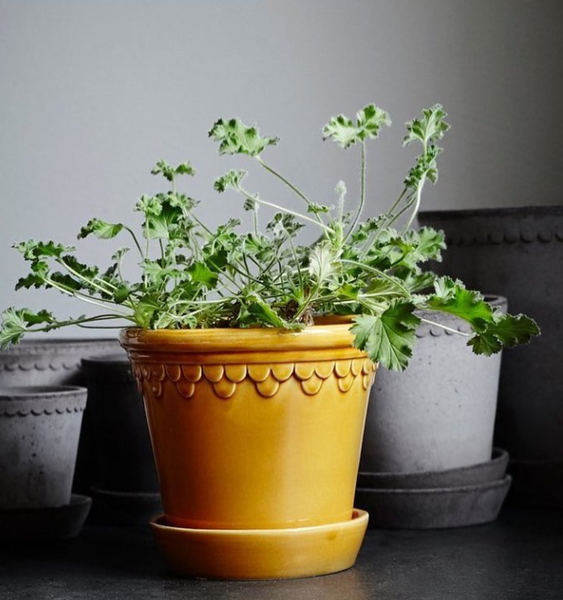 Bergs Potter - Copenhagen