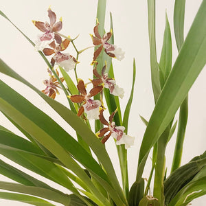 Pot Plant - Orchid - Spider