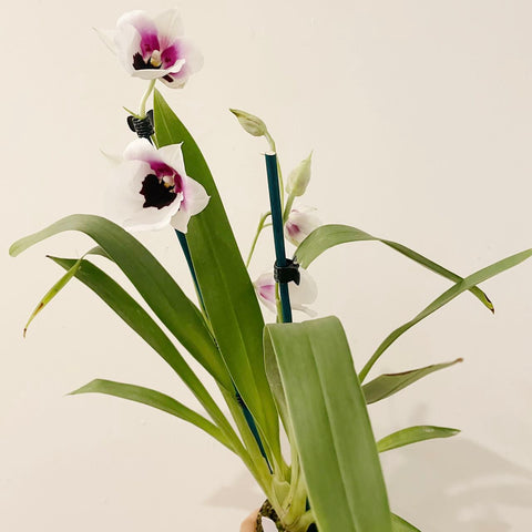 Pot Plant - Orchid - Brockton
