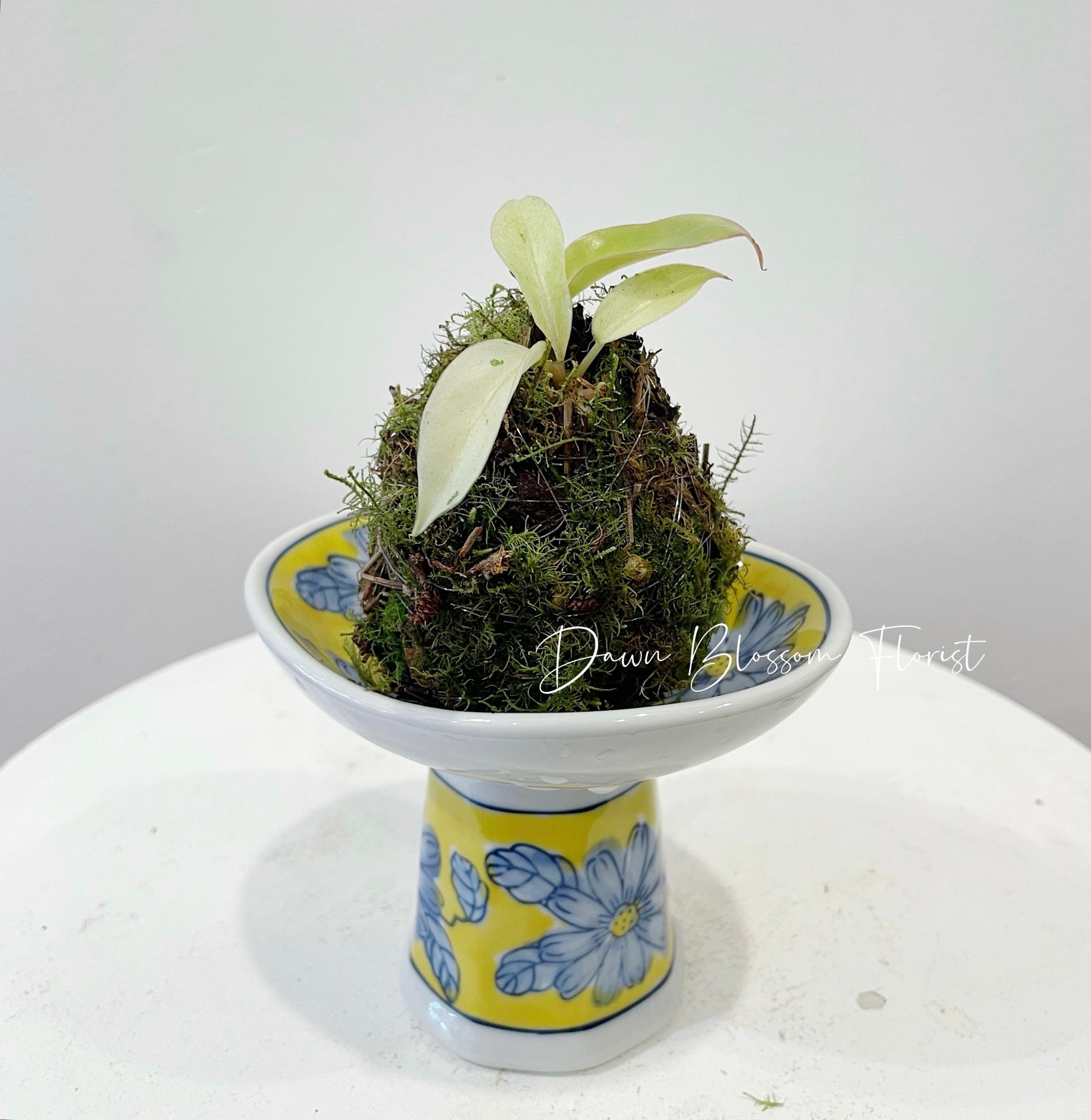 Moss Ball Plant - Philodendron Snowdrift