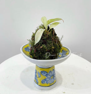 Moss Ball Plant - Philodendron Snowdrift