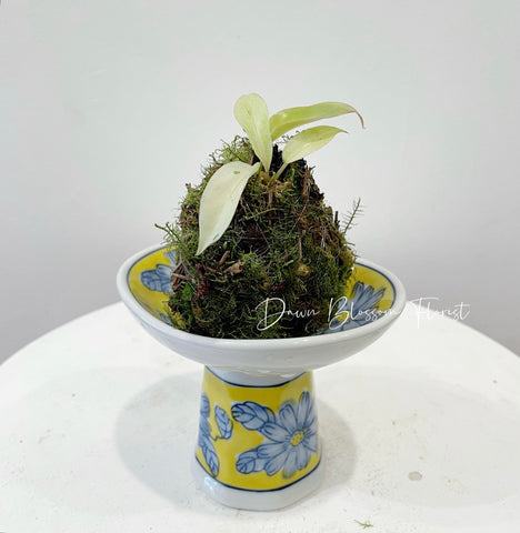 Moss Ball Plant - Philodendron Snowdrift