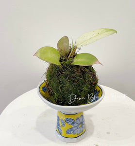 Moss Ball Plant - Philodendron Snowdrift
