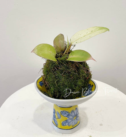 Moss Ball Plant - Philodendron Snowdrift