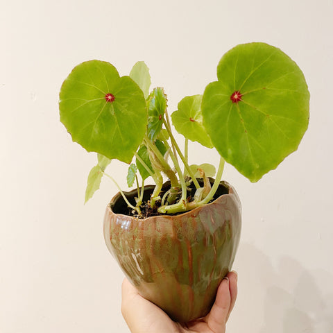 Pot Plant - Begonia - Ruby Red (Rare)