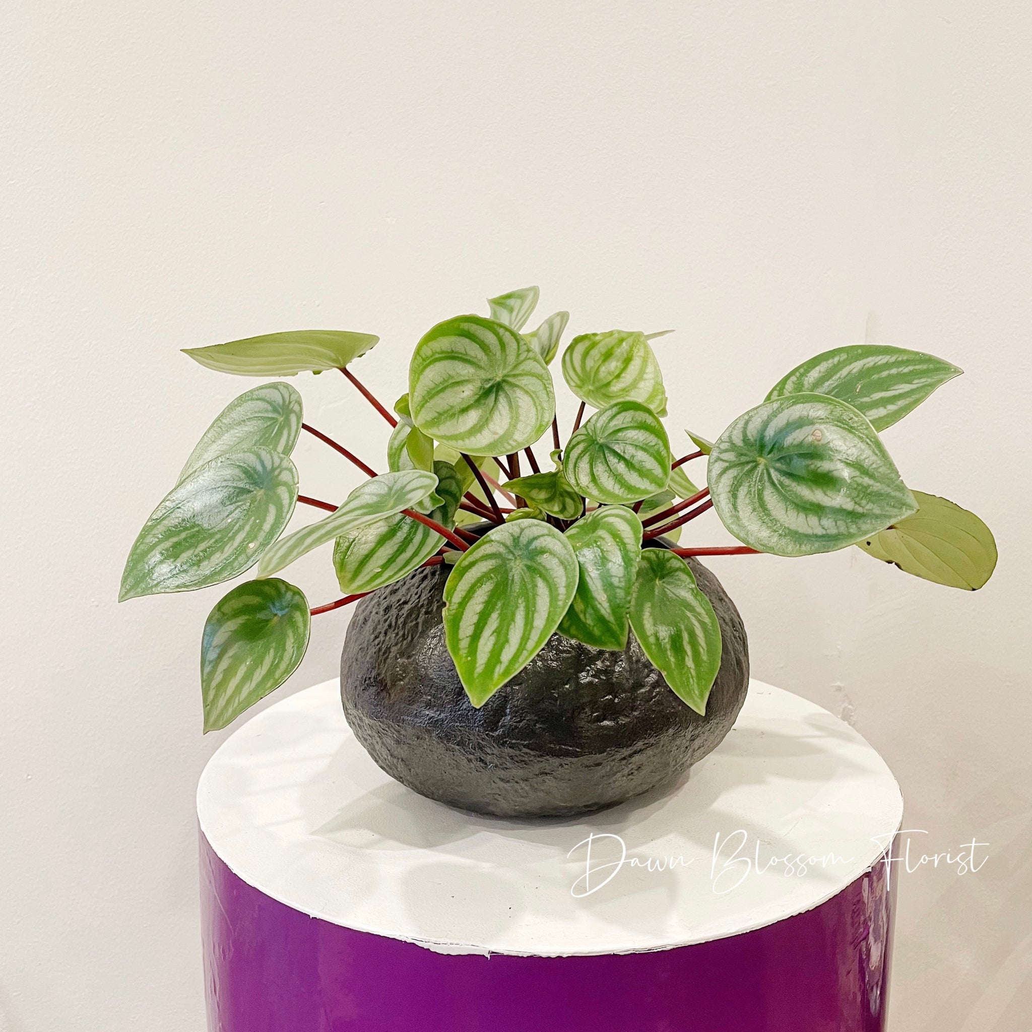 Pot Plant - Peperomia Watermelon