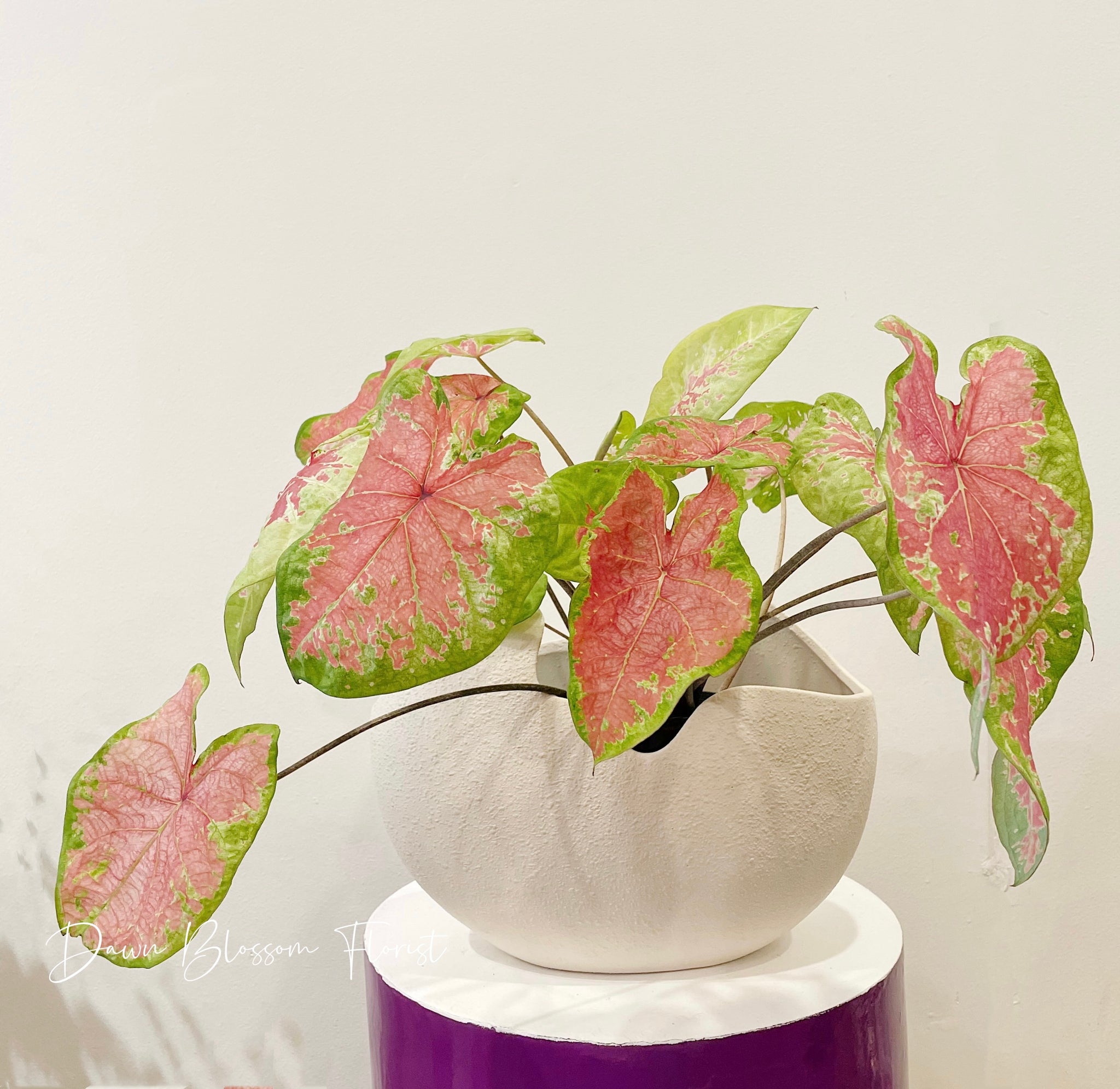 Pot Plant - Caladium