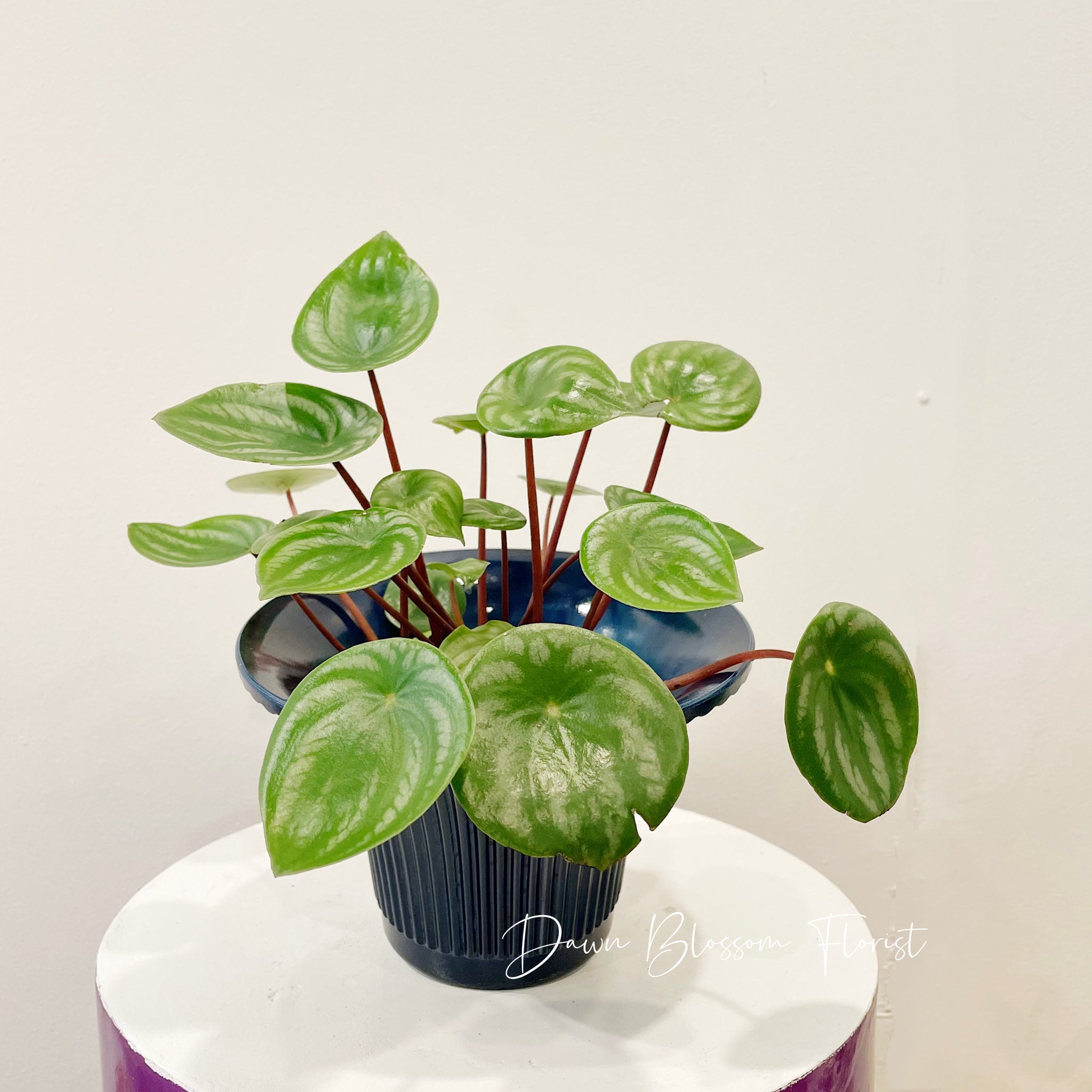 Pot Plant - Peperomia Watermelon