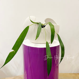 Pot Plant - Anthurium Wendlingeri (RARE)