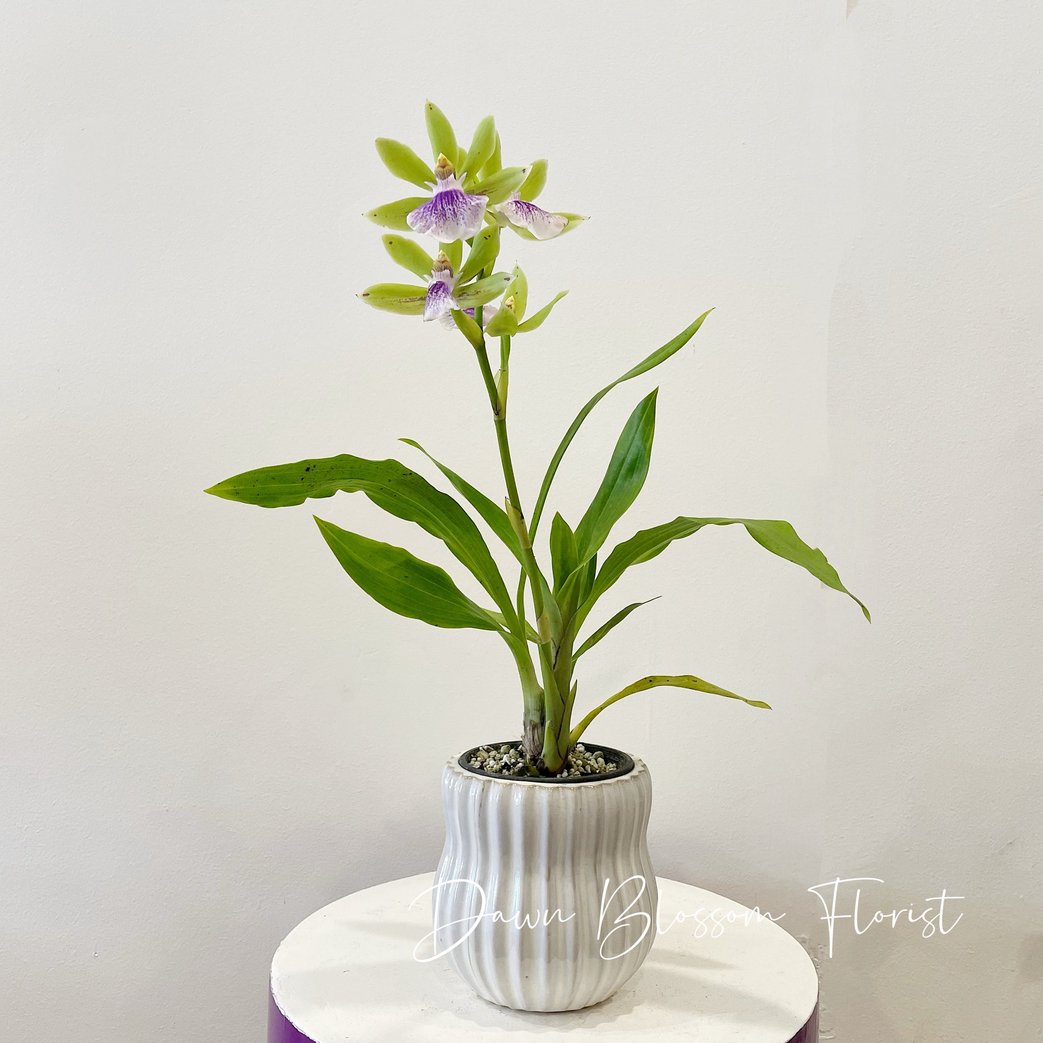 Pot Plant - Orchid - Zga. Happy Bay ”Green Hills”
