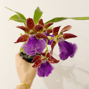 Pot Plant - Orchid
