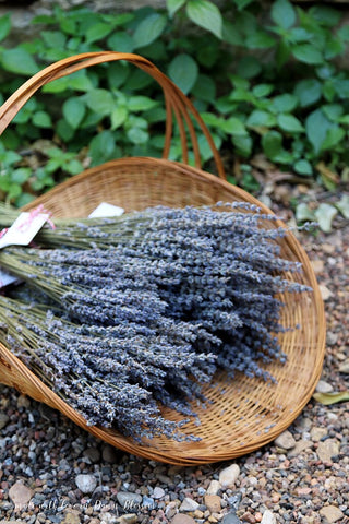 Dried French Provence Fragrant Lavender