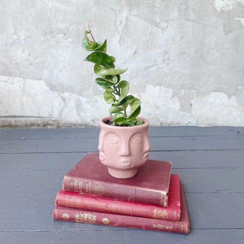 Pot Plant - Hoya - Hoya Rope