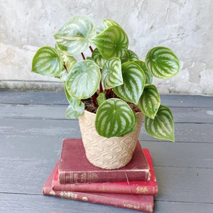 Pot Plant - Peperomia Watermelon