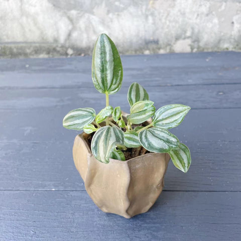 Pot Plant - Peperomia - Mini Watermelon