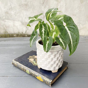 Pot Plant - Syngonium - Wendlandii Green Velvet