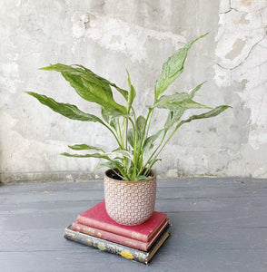 Pot Plant - Domino Peace Lily