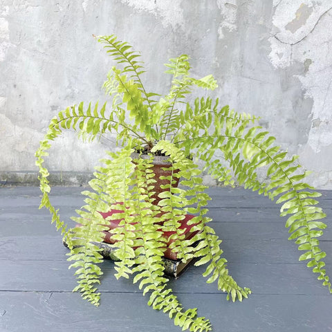 Pot Plant - Fern - Boston Tiger Fern