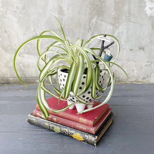 Pot Plant - Chlorophytum Comosum - Spider Curly