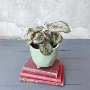 Pot Plant - Begonia - Begonia Rex Escargot