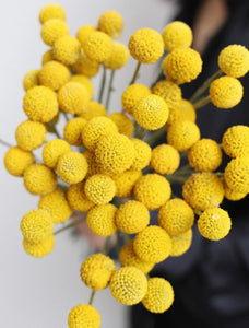 Dried Billy Buttons
